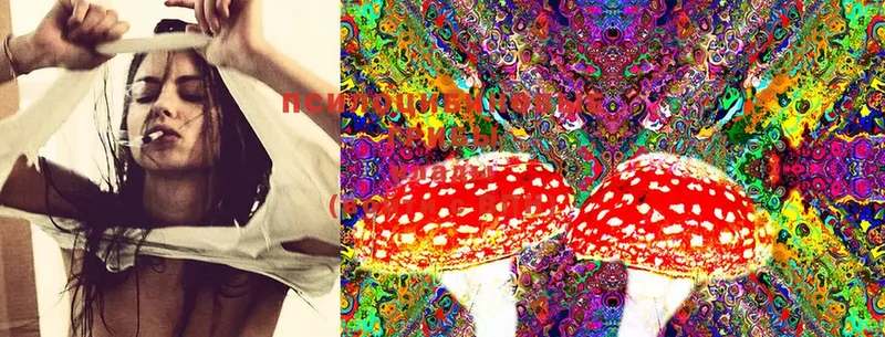 Галлюциногенные грибы Psilocybine cubensis  Бикин 